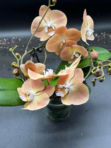 Orkidé i mocca farve