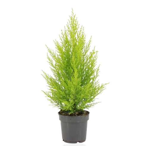 Cypres Goldcrest Lime