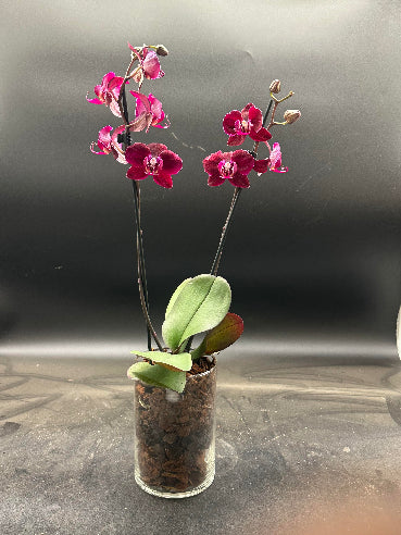 Bordeaux orkidé i glas