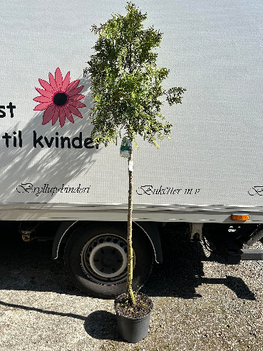 Opstammet cypres