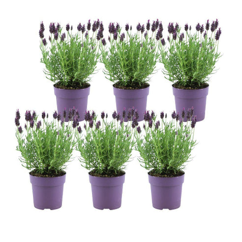 Lavendel i minipotte
