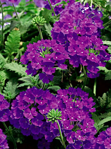 Verbena - Lilla