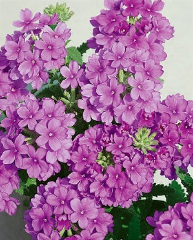 Verbena - Gammel rosa