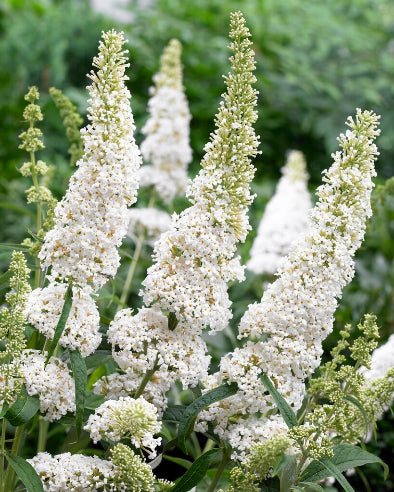 Sommerfuglebusk davidii white profusion