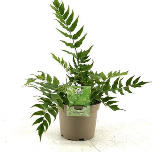 Anemia mexicana - Bregne