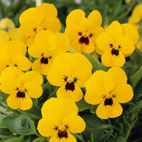 Hornviol Yellow